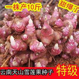 云南黄心雪莲果种子种苗10斤种球成活98%发芽率种籽自己种植秧苗