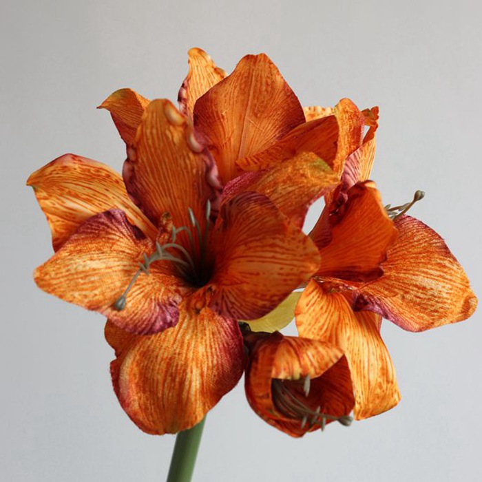 오렌지 75cm