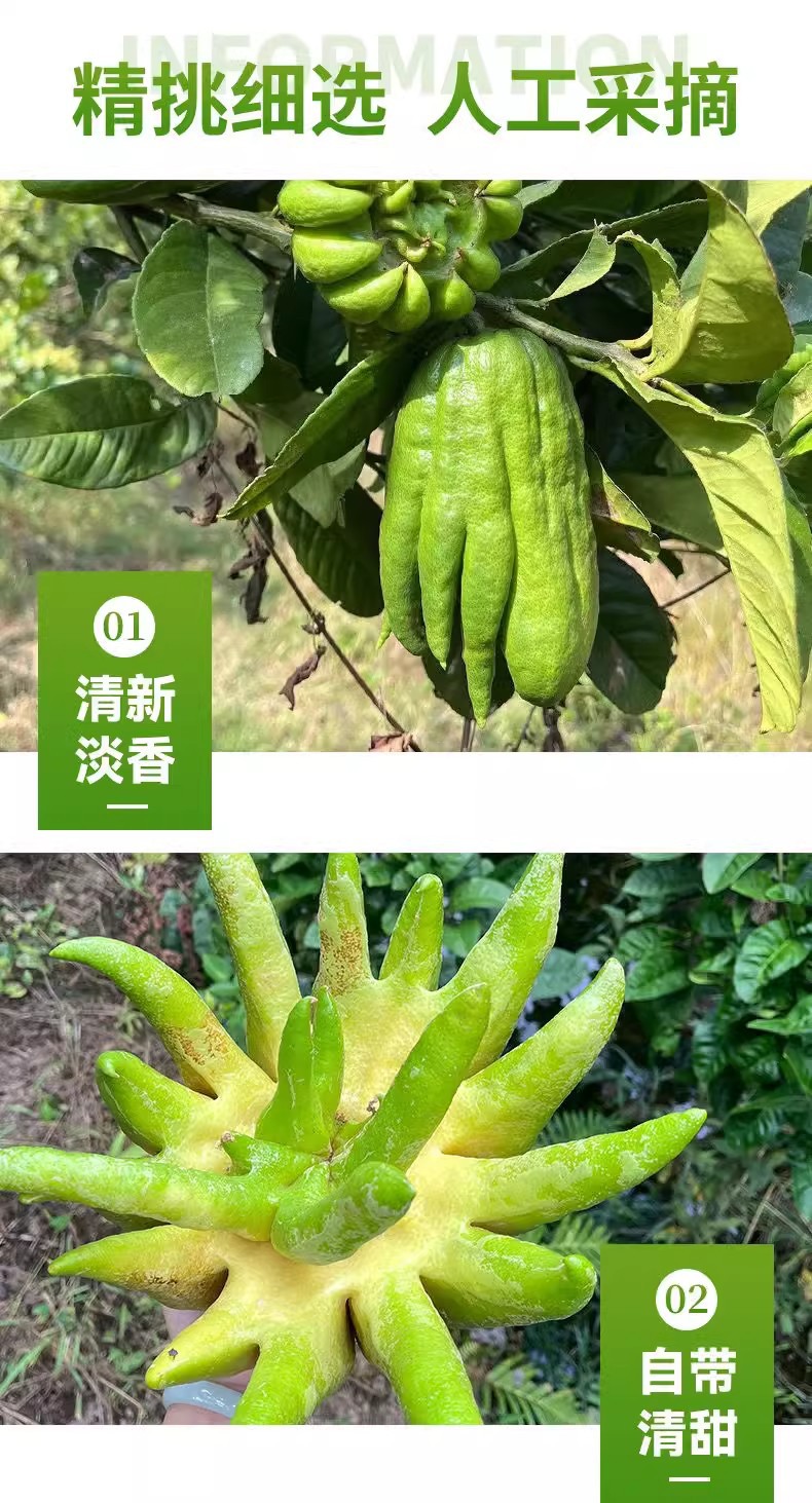 云南佛手柑贡品闻香高山佛手果大果非金华佛手闻香带枝水培清供-阿里巴巴