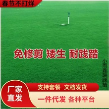 一件代发草坪种子草籽四季常青免修剪狗牙根果岭草护坡草皮耐寒绿