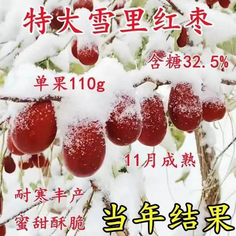 雪枣树苗特大新品种超甜大果耐寒难北方种植盆栽地栽庭院当年结果