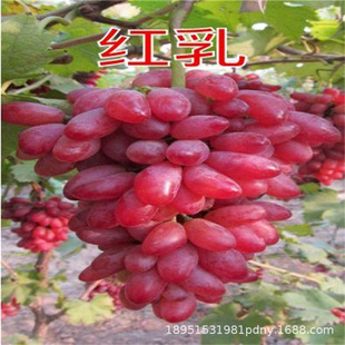 �t������� ���������� A17���ј��� �@����ľ�������l�ϱ����Nֲ