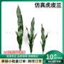 金边仿真单支室内外虎皮兰