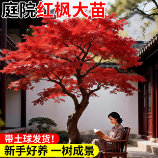 �t������ͥԺ����ļ��t���������ͺ��B�辰�Ϙ��ձ��t��ֲ��