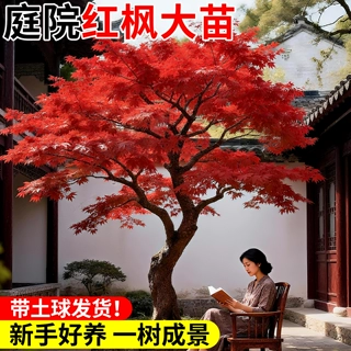红枫树苗庭院大树四季红盆栽室外耐寒养盆景老桩日本红枫植物