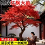 日本植物耐寒室外树苗