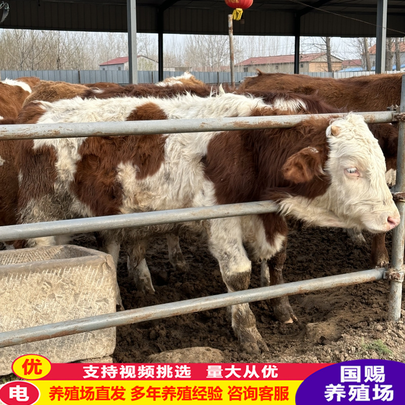广西西门塔尔牛牛犊 改良肉牛犊 鲁西黄牛活体牛犊