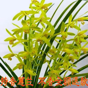 ����������ޥ�m���m�m���� ���^�m���m�ļ��m �҃Ȼ��ܾGֲС����
