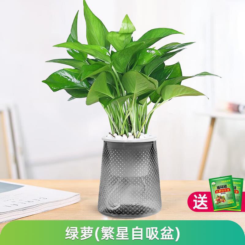 포토스(별분지) + 영양액