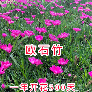 �Wʯ����ǻ��N�������ʯ�������ԚWʯ���ƺ��������ʯ��N��