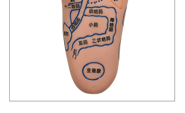 Foot Acupoint Reflexology Model with Clear Markings, Foot Reflex Zone Massager, Acupoint Stick, PVC Foot Model for Home Wellness Routine detail image