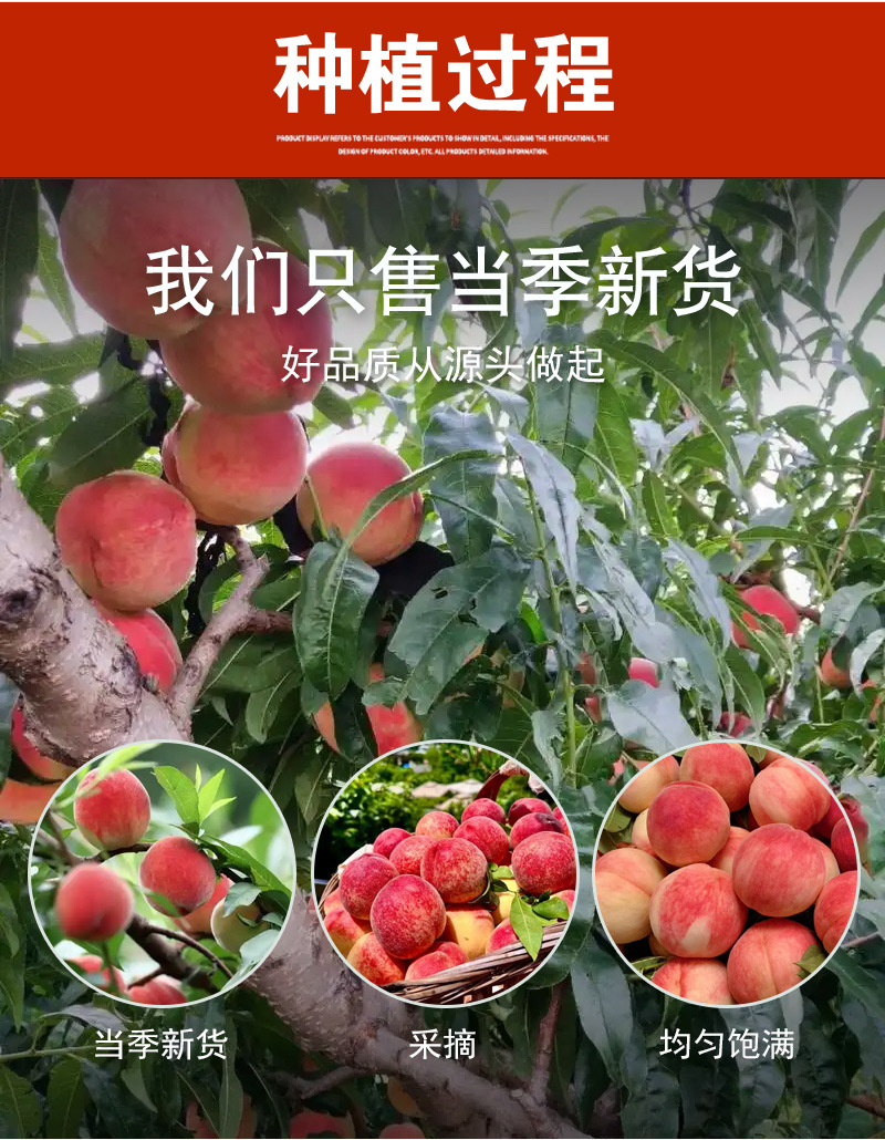 Dried Peach Slices (Prunus persica) — Fruit Tea & Herbal Blend Ingredient, 500g specifications