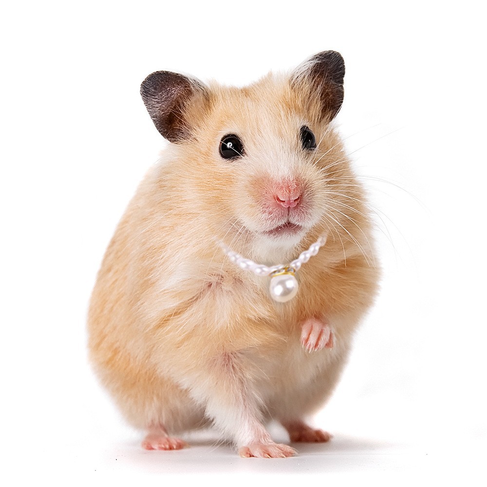 Halloween Ghost Festival disfrazado de mascota diablillos cuernos ornamentales tiara diadema accesorios para mascotas joyería diadema