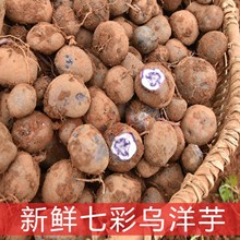 昭通高原小紫土豆马铃薯稀少2023新鲜乌洋芋高山七彩洋芋11号洋芋