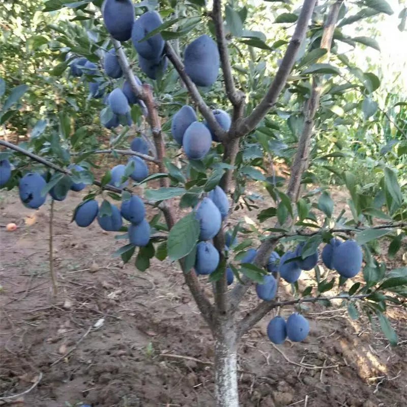 李子树苗大果超甜西梅苗南方北方种植盆栽地栽嫁接果树果苗包邮