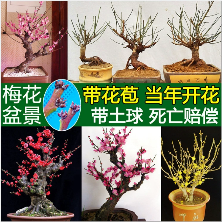 Винтерсладка Бонсай Саженцы цветка Красной сливы Винтерсладкая Саженцы Зеленая Слива Эбеновое дерево Саженцы в горшке Винтерсладкие Саженцы