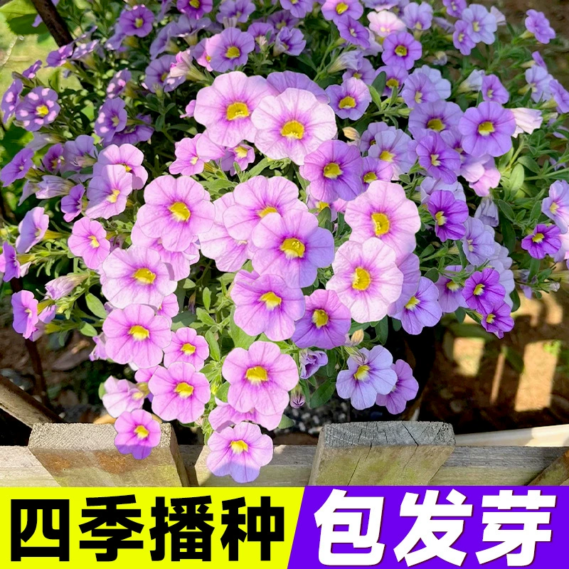 Семена ранней славы, семена цветов ранней славы, вьющиеся лозы, цветы, вьющиеся по стенам, цветы в горшках, цветущие в любое время года, семена петунии