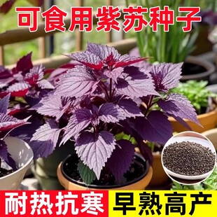 ��ʳ���p��t���K�ļ��͟��̨���ԷN���K�ӷN�Ӿ��x���~���K�N��