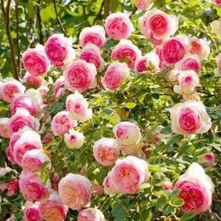 �໨�Nޱ���N�� ����ֲ�ﻨ���ļ����׷N�̨