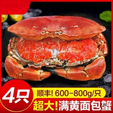 面包蟹母帝王蟹熟冻大螃蟹海蟹新鲜海鲜水产蟹珍宝蟹