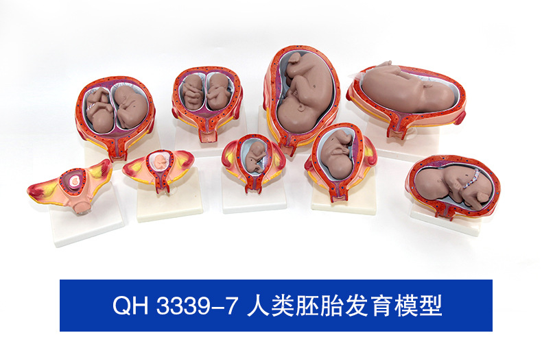 人类胚胎发育模型_03.jpg