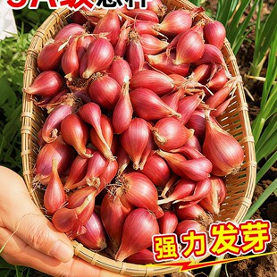 �t�[�^�N�ļ�С���[�N�^���ڏV�|�Ĵ��t�[�^�[�N����