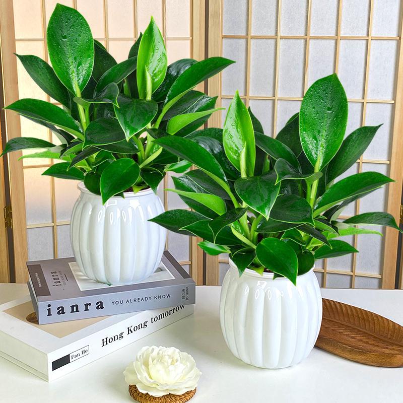 [두인 인기 2세면기] 그린프린세스 골든다이아몬드 + 호박백색흡수대 + 영양액