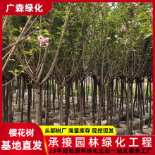 园林绿化工程樱树苗基地 花树种植假植苗 行道树3公分樱花树小苗