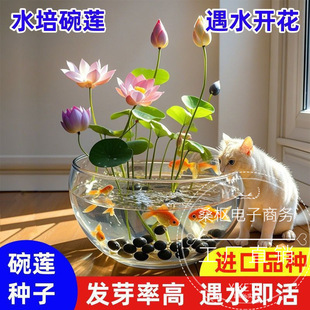 ��ɏ�N�߲������ɫˮ�໨��ˮ�B�ļ�ɏ���ɻ��Nɏź�Gֲɏ��