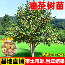 长林大果油茶树苗嫁接高产白花油茶树苗南方种植盆栽地栽耐旱易活