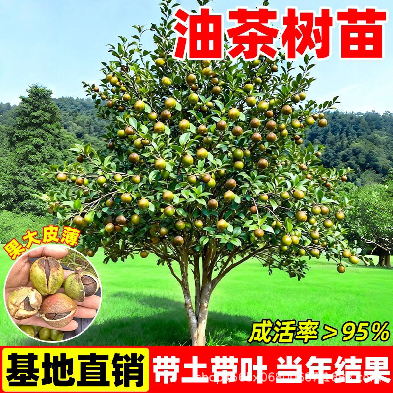 长林大果油茶树苗嫁接高产白花油茶树苗南方种植盆栽地栽耐旱易活