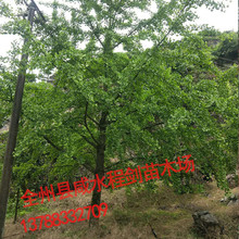 银杏 直径18-22公分