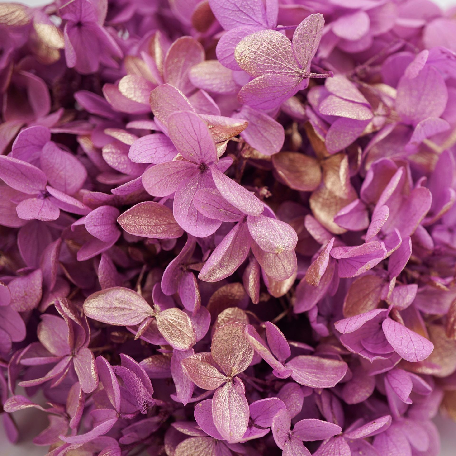 Morado más oro-100g/caja