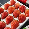 [SF air]strawberry Open air plant chocolate milk Winter Strawberry Daliangshan Fresh 5