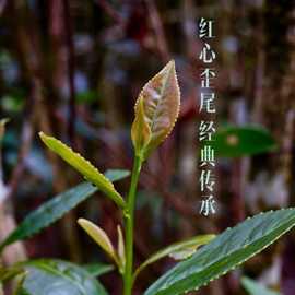 2026新茶上市安溪茶叶铁观音红心歪尾桃新茶正品兰花香清香茶500g