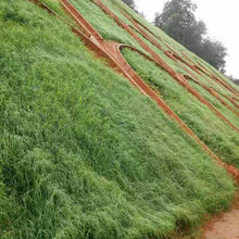 边坡绿化草籽护坡固土荒地矿山复绿速生杂草混播耐旱耐寒草坪种子