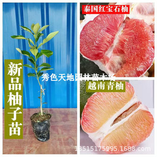 ���_�������Ә���t�����ּ޽�̩���t��ʯ��Ƥ���ֹ����箔��Y��