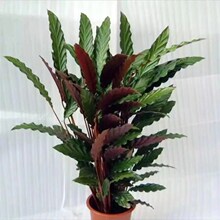 �ϱ����˲ʺ������w�������ȸ�¿��ͺ��լ����լ��ؔ�҃��^�~��