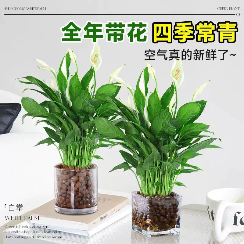 Гидропонное растение антуриум в горшке белого и красного цвета, легко выращиваемое комнатное растение для столешницы в гостиной, цветет в любое время года, подходит для ленивого ухода.