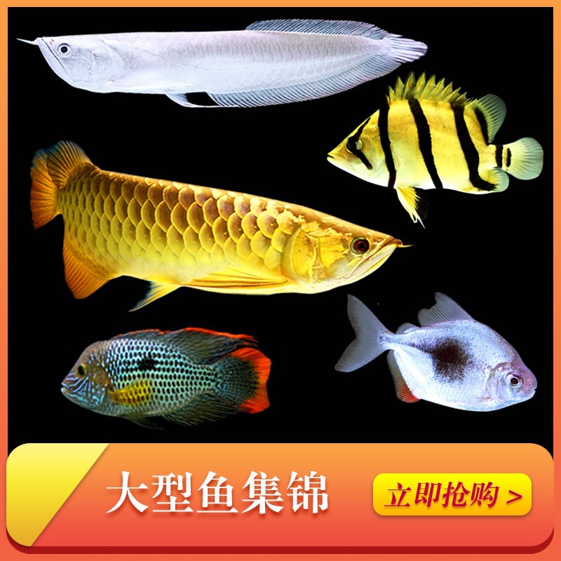 战船金龙罗汉热带观赏鱼鹦鹉鱼鱼红龙鱼wlb淡水猫配鱼地图鱼