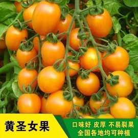 黄圣女果种子西红柿种籽紫圣女果种子樱桃小番茄四季阳台盆栽种子