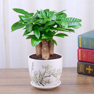 Money Tree Potted Indoor Florals, Small Bonsai Plants, Small Money Tree, Good for All Seasons, Flower Seedlings, Living Room Florals and Green Plants