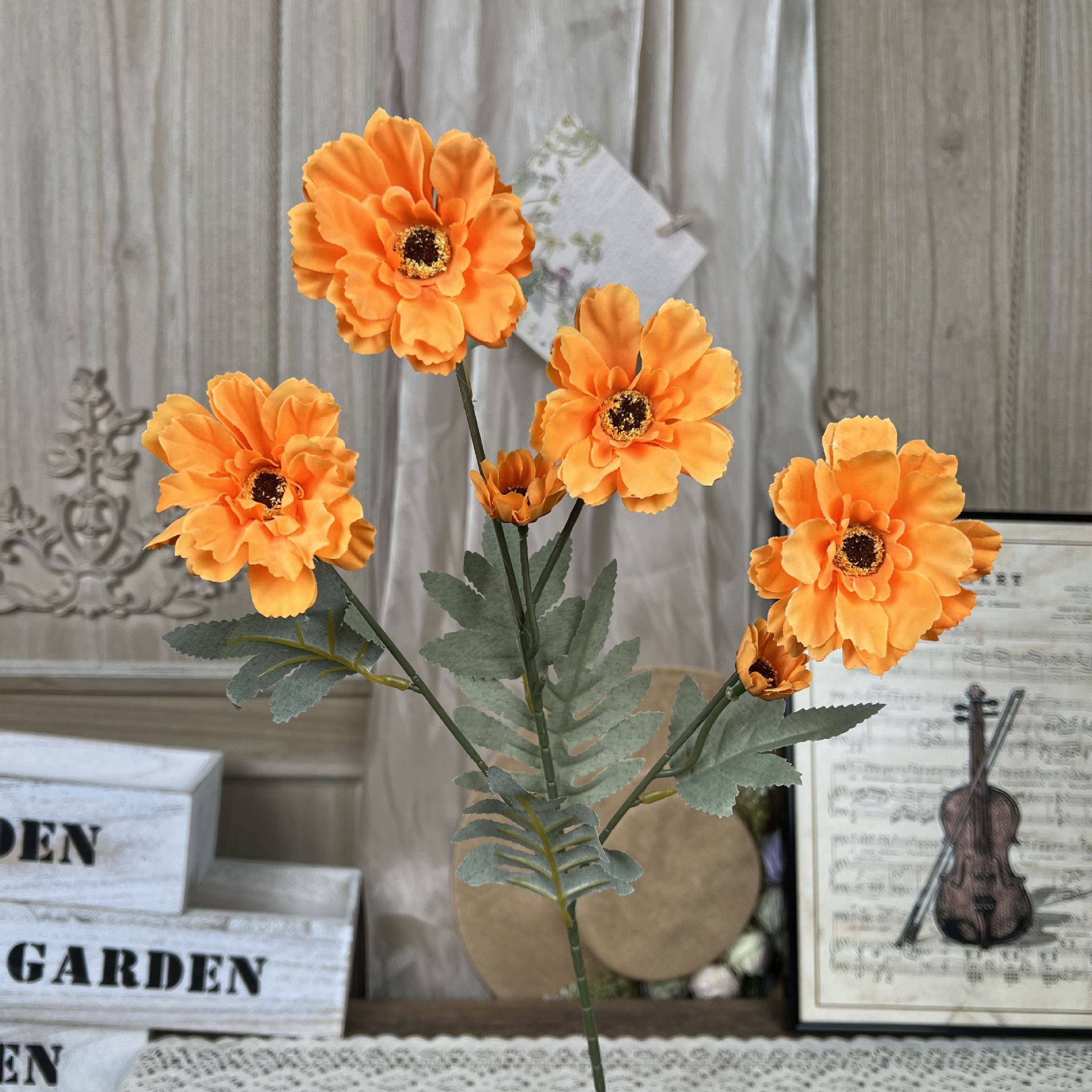 XQ-6 머리 백일초-오렌지