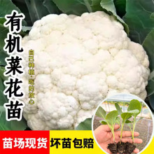 ������׻���������{���������߲˴�ײ����m���ﶬ�ͺ��߲�����