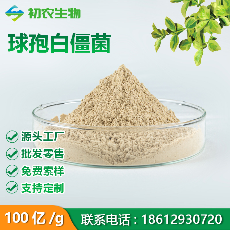 球孢白僵菌孢子粉白僵菌原粉农用微生物菌剂粉剂水溶