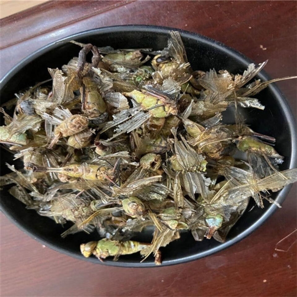 Dragonfly (Anisoptera) Dried Edible Insect — 500g Food-Grade Whole Dragonflies quality and texture