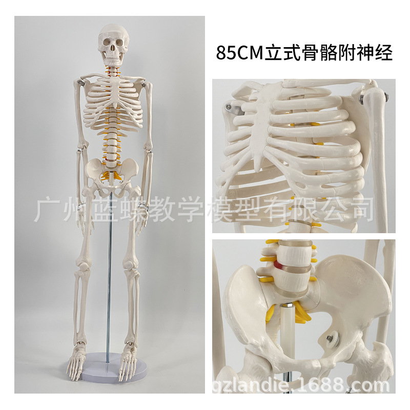 85cm�������ģ��170cmȫ�����˹Ǽ�����ģ��С���ý�ѧ��׵ģ��