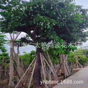 �V�|�Ռ��G�����ꖾG�����b�L������ľ��ľ�L�����ֲ���ľ��ľ