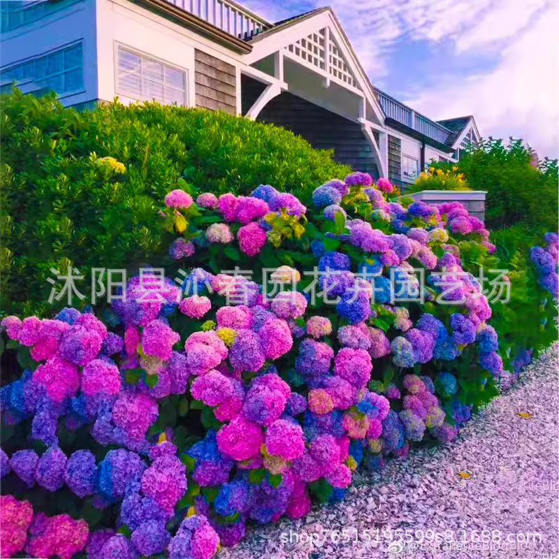 无尽夏绣球花苗盆栽四季开花卉绿植物耐寒室内阳台庭院老桩鲜花