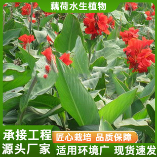 Various Colors of Aquatic Canna Seedlings Purify Pond Water Quality. Aquatic Plants Undertake Various Water Purification and Repair Projects